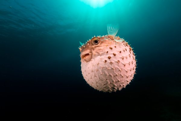 Foto mostra peixe baiacu