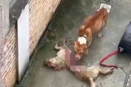 Cachorro se alimenta de cachorro morto