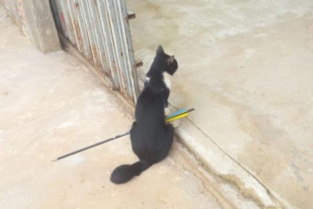 Imagem colorida de um gato preto com uma flecha atravessada no corpo - Metrópoles