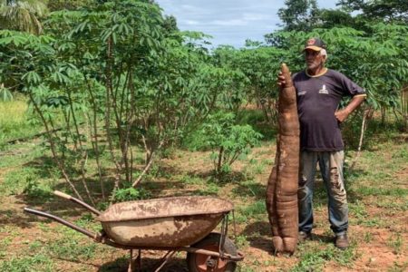 Imagem mostra homem segurando mandioca e carrinho de mão - Metrópoles
