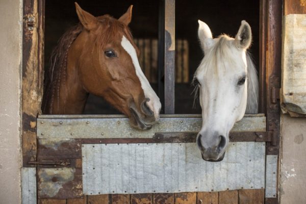 Dois cavalos em janela de estábulo - Metrópoles