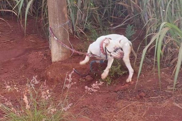 Imagem mostra cachorro da raça pitbull amarrado a um poste em uma estrada de terra no interior de São Paulo - Metrópoles