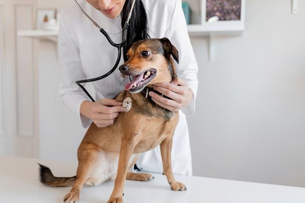 Cachorro sendo examinado por um veterinário