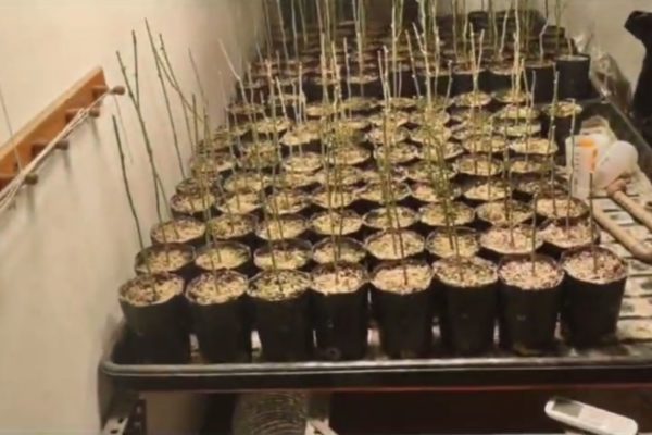 Pequenos vasos com mudas de planta de maconha enfileirados sobre mesa