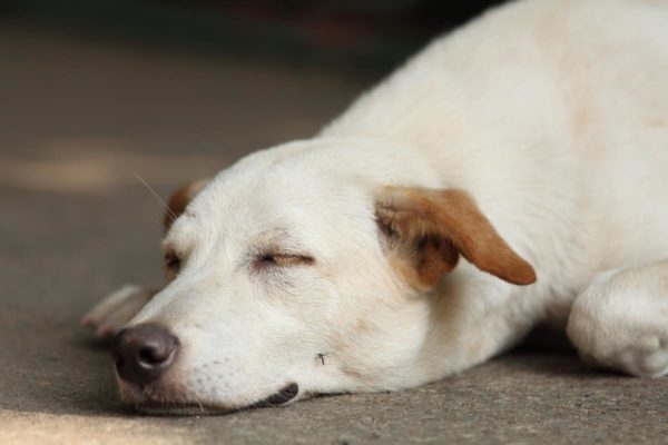 Foto colorida de um cachorro dormindo - Metrópoles