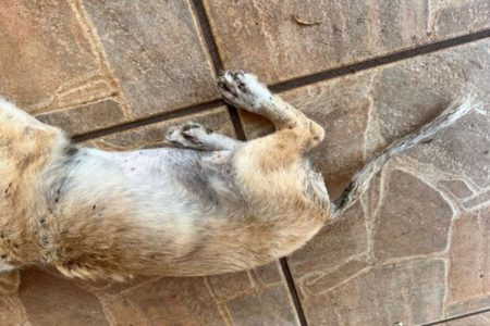 Imagem colorida de cachorro infestado de carrapatos - Metrópoles