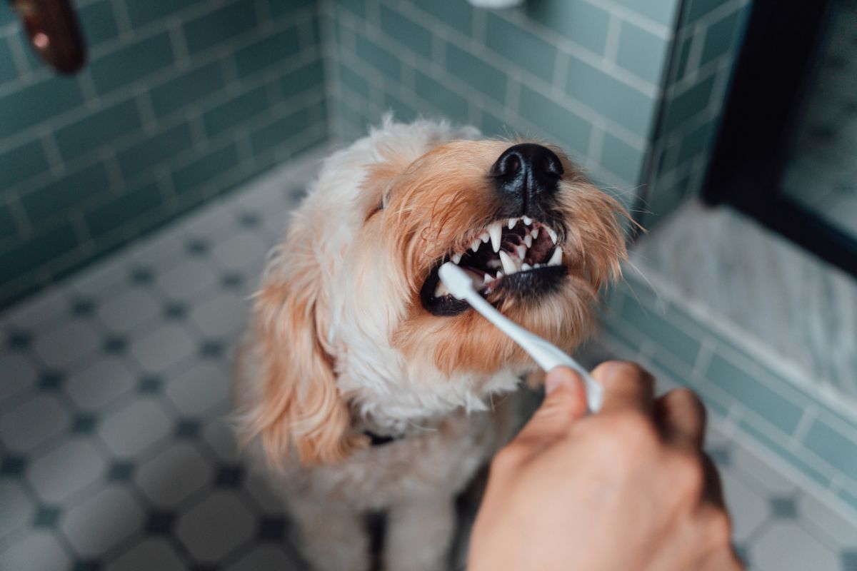 pessoa escovando os dentes de um cachorro