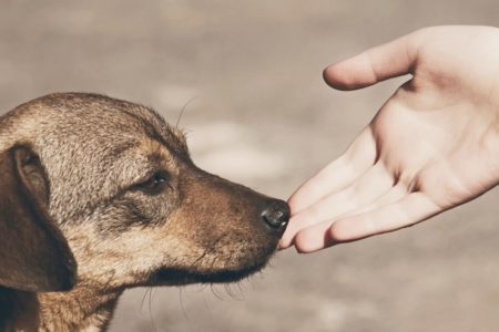 Cachorro vira-lata cheira mão de pessoa - Metrópoles