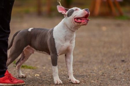 Imagem mostra cachorro da raça pitbull na coleira - Metrópoles