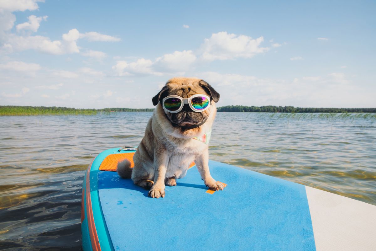 cachorro caramelo da raça pug em cima de uma prancha