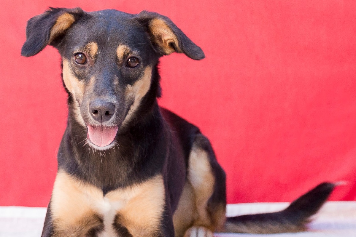foto colorida de um cachorro de pelagem preta e caramelo deitado no chão olhando para a câmera - Metrópoles