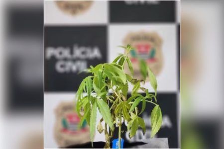 Imagem colorida mostra maconha pé de maconha apreendido na casa de casal que vendia drogas nas redes sociais - Metrópoles