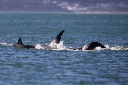 Foto mostra dois animais lutando na água, é uma orca caçando um tubarão branco