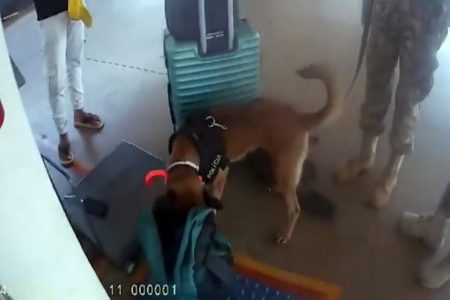 Cães da PM encontram drogas em malas