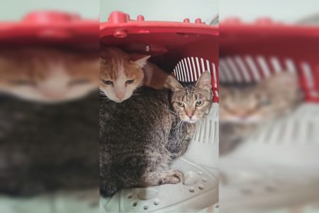 Abandono de gatos