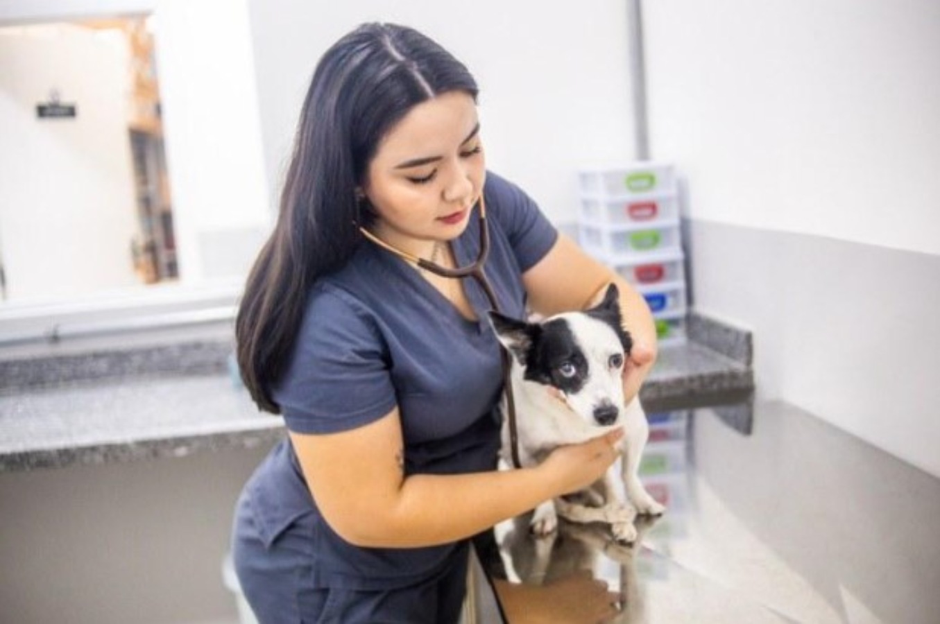 Foto colorida de veterinária da Prefeitura de São Paulo cuidando de cachorro - Metrópoles