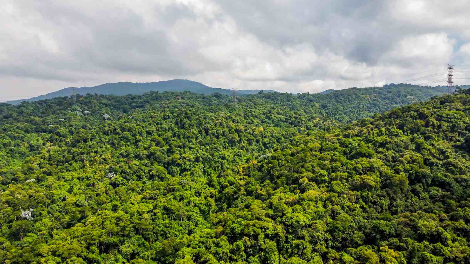 Foto colorida de área verde gigante em São Paulo - Metrópoles