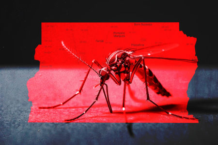 Arte dengue - Metrópoles