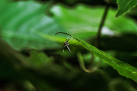 Mosquito da dengue