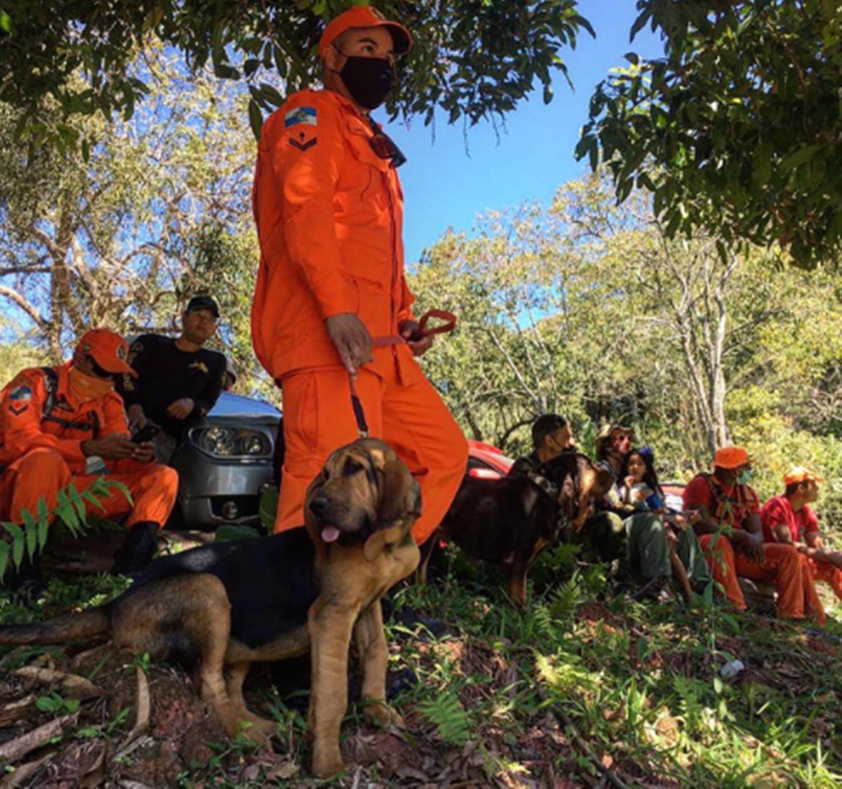 cão farejados com bombeiros