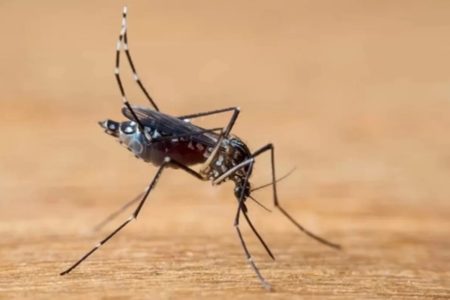 Mosquito dengue - Metrópoles