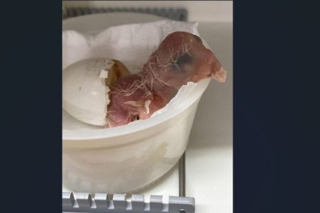 Imagem mostra ave saindo do ovo ainda sem penas