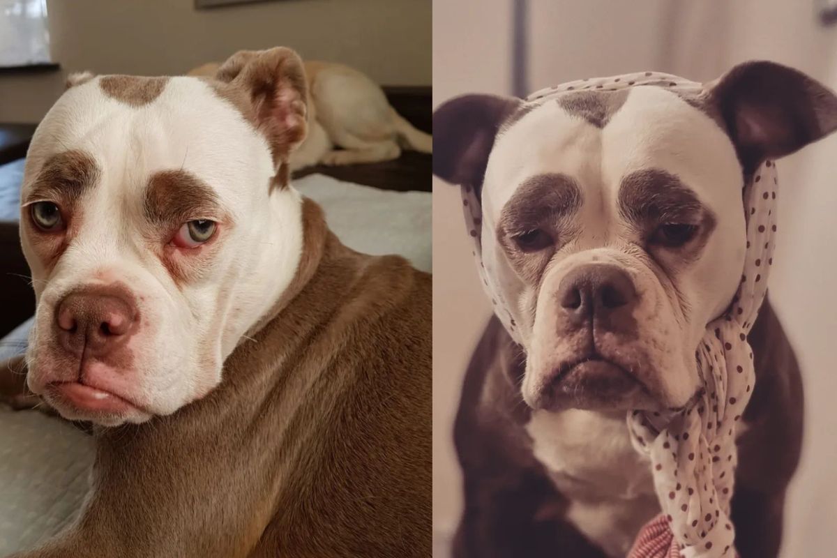 cachorra Madame Eyebrows