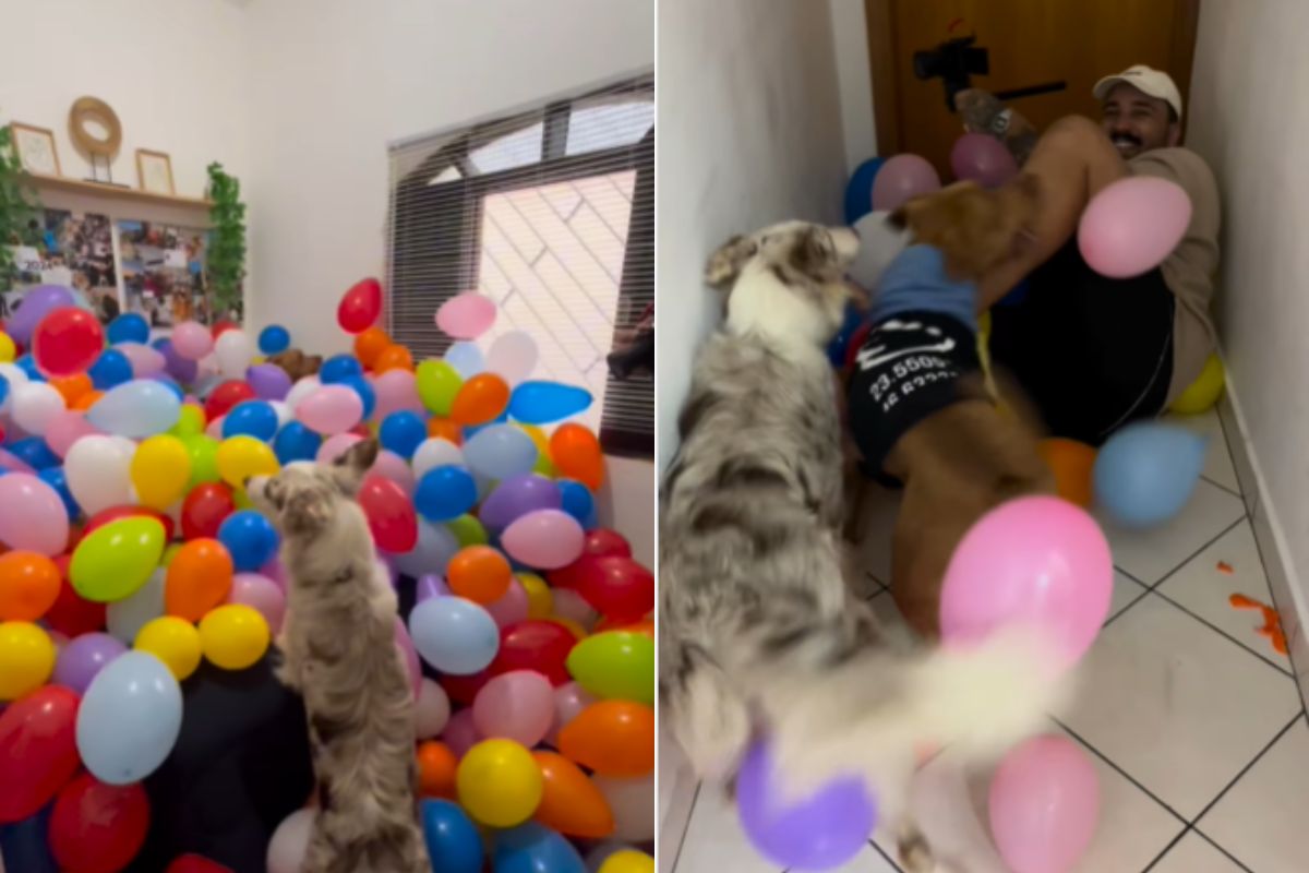 Foto colorida de um cachorro e balões - Metrópoles