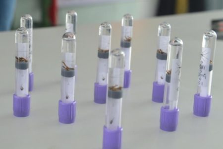Imagem de frascos com larvas de mosquito sobre uma mesa - Metrópoles