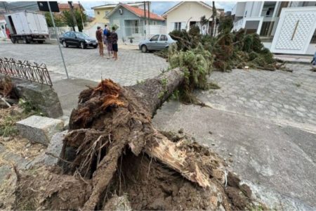 Imagem colorida da árvore que caiu por conta dos temporais em SC - Metrópoles