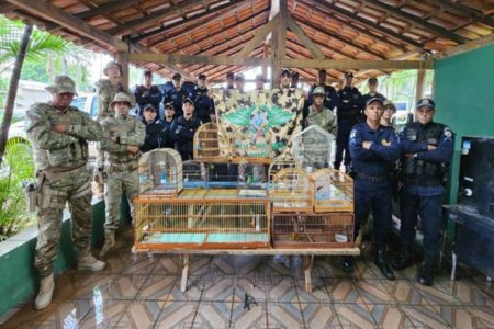 Aves silvestres recuperadas pela PMDF
