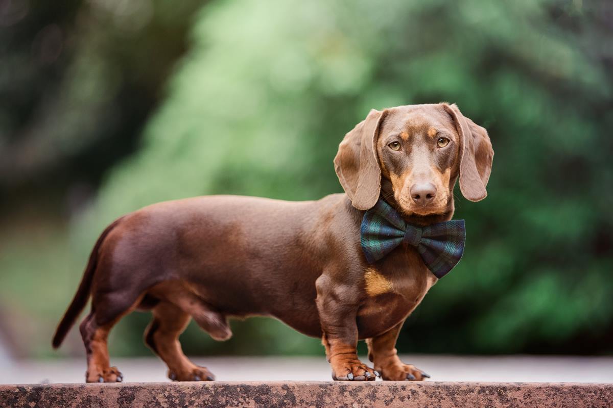 Foto colorida de um cachorro da raça dachshund - Metrópoles