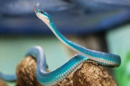 Imagem colorida da espécie Trimeresurus insularis - Metrópoles