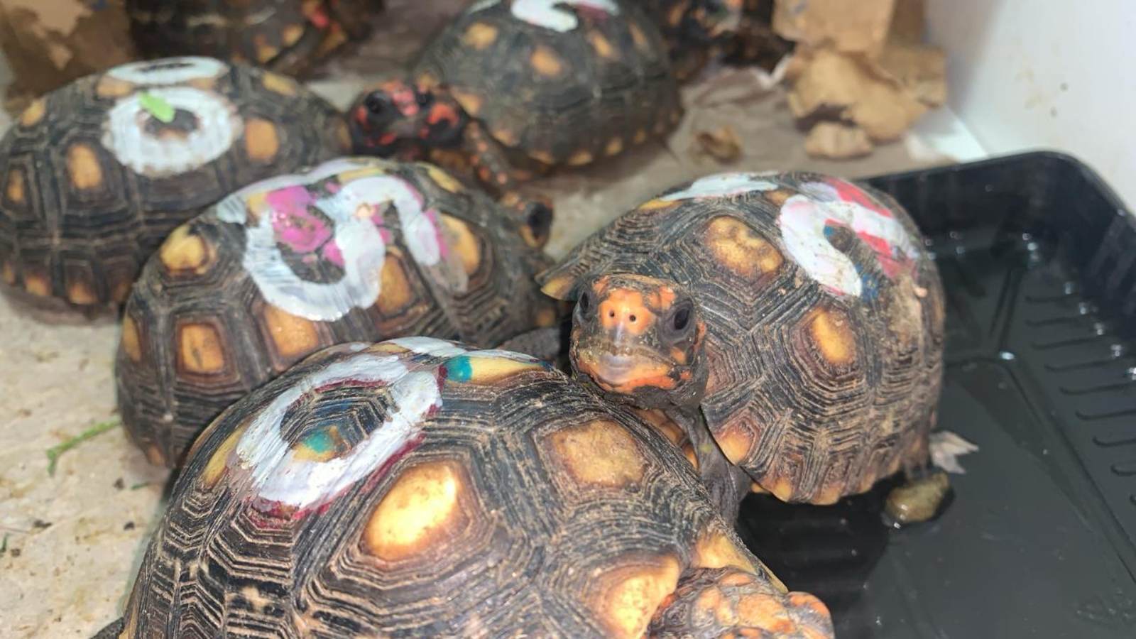 Uma jiboia foi recuperada por agentes de segurança e retirada das mãos de traficantes de animais; equipes da prefeitura de São Paulo atuaram para que ela fosse devolvida à natureza