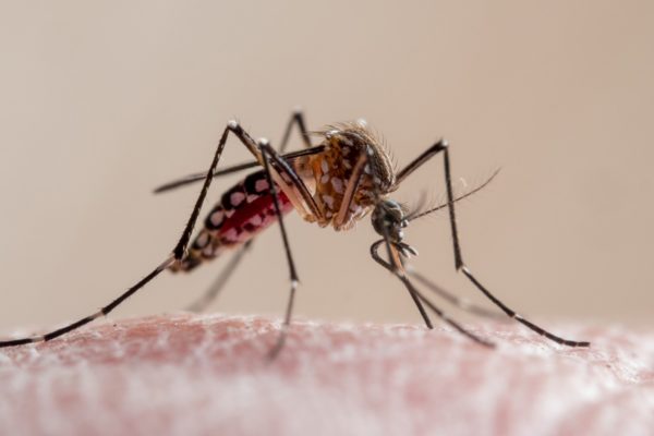 Foto mostra o mosquito da dengue aedes aegypti em close - Metrópoles