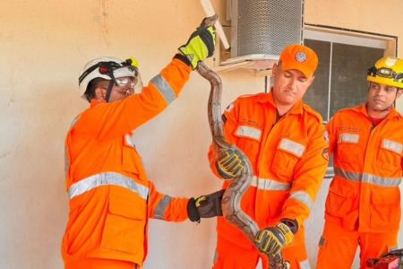 Foto colorida de jiboia resgatada pelo Corpo de Bombeiros de Minas Gerais - Metrópoles