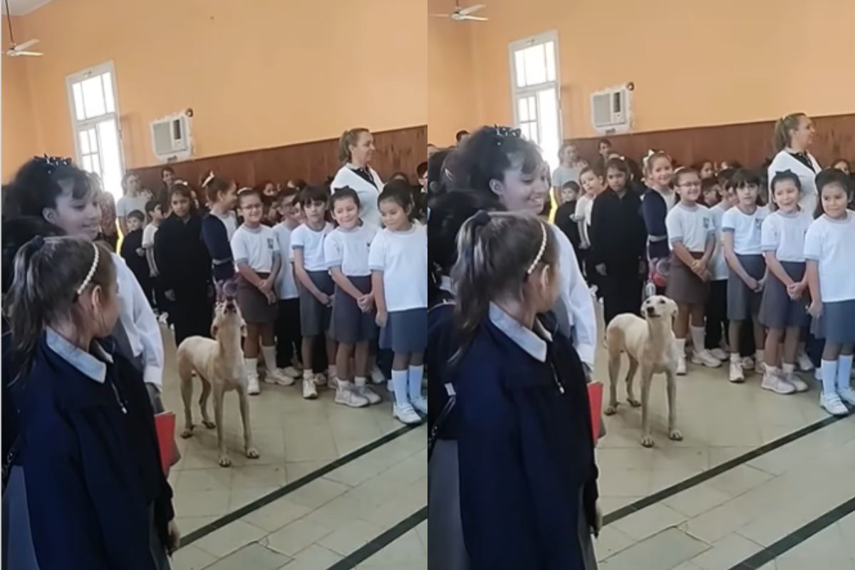 Foto colorida de um cachorro - Metrópoles