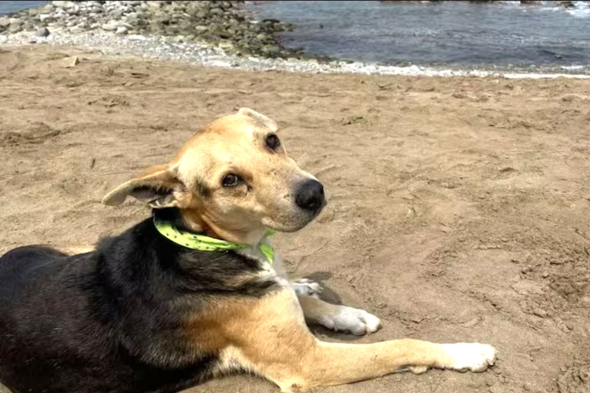 cachorro vira-lata Vaguito nas praias do Peru