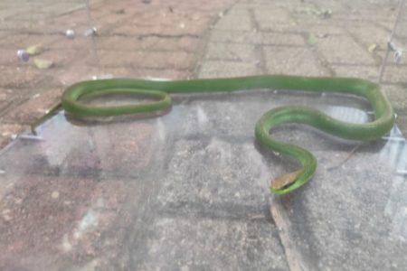 Foto colorida da cobra que invadiu ônibus escolar - Metrópoles