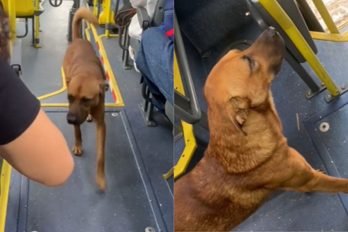 Foto colorida de um cachorro no ônibus - Metrópoles