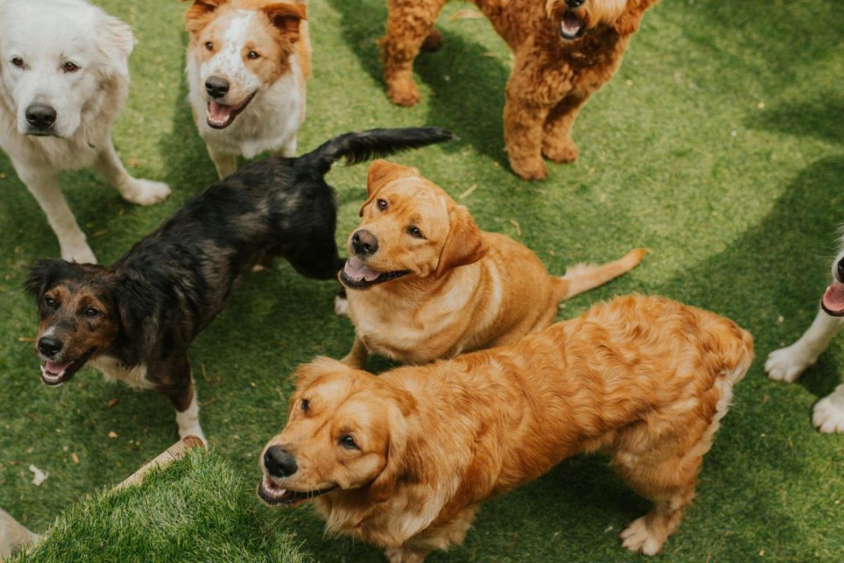 Vários cachorros