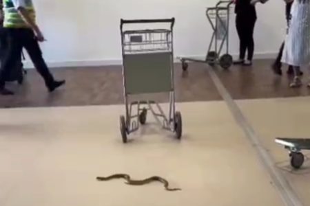 Imagem colorida mostra cobra que foi vista em aeroporto de rondonópolis - Metrópoles