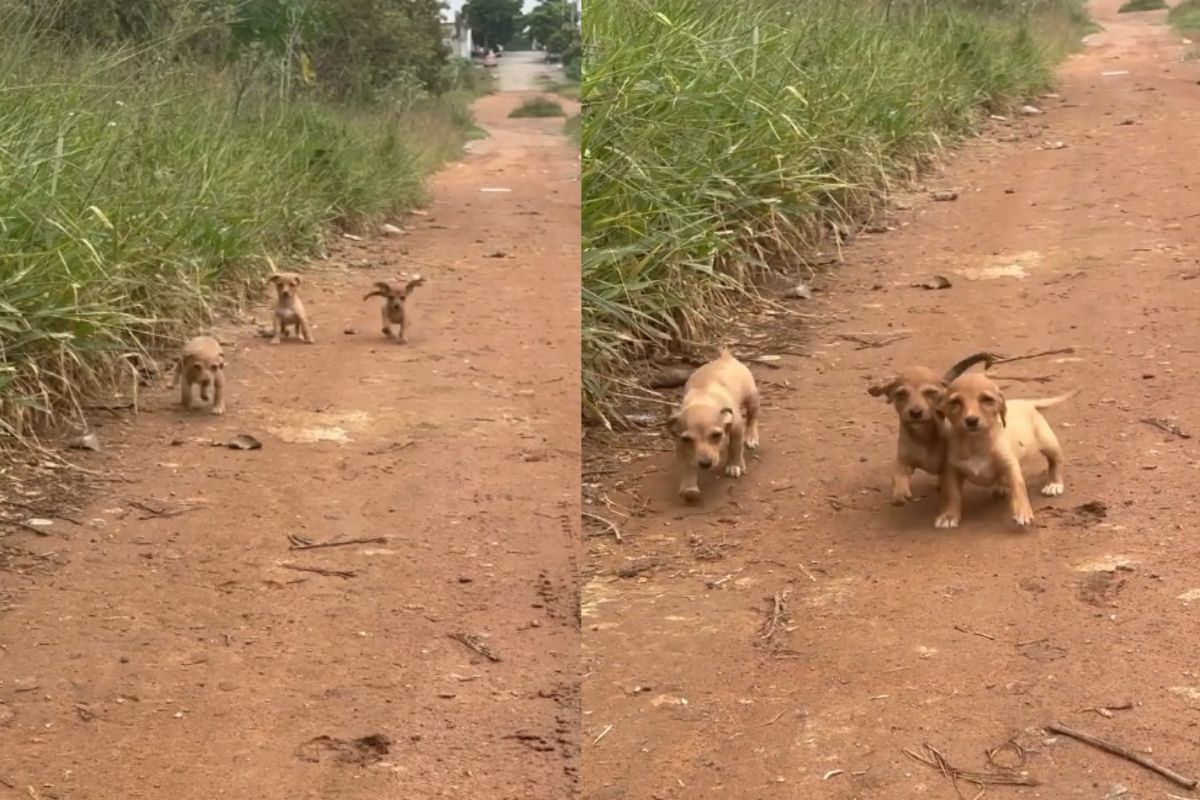 cachorros abandonados em estrada de terra em Minas Gerais