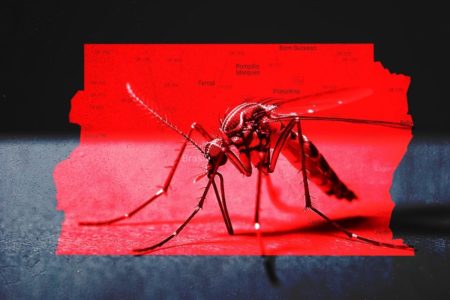 Mosquito - Metrópoles
