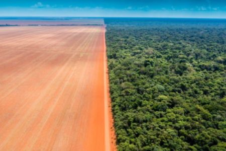 Trinta anos do Dia da Biodiversidade marca recorde de desmatamento