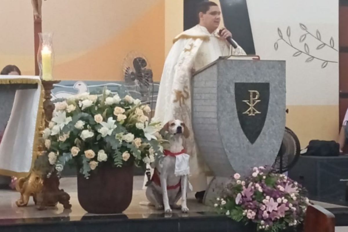 cãoroinha em igreja em barretos