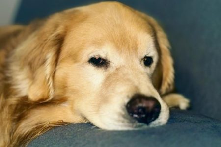 foto colorida do Golden retriever Joca, que morreu em voo da Gol - Metrópoles