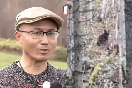 Montagem mostra homem dando entrevista com foto de urso em meio à floresta em imagem a seu lado