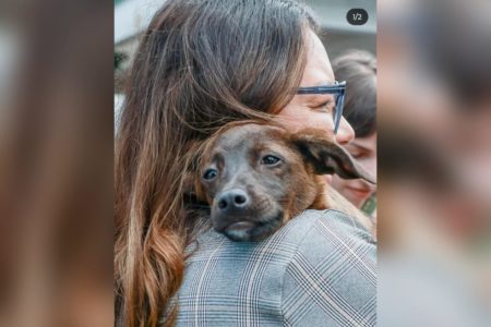 imagem colorida janja adota cachorrinha em canoas
