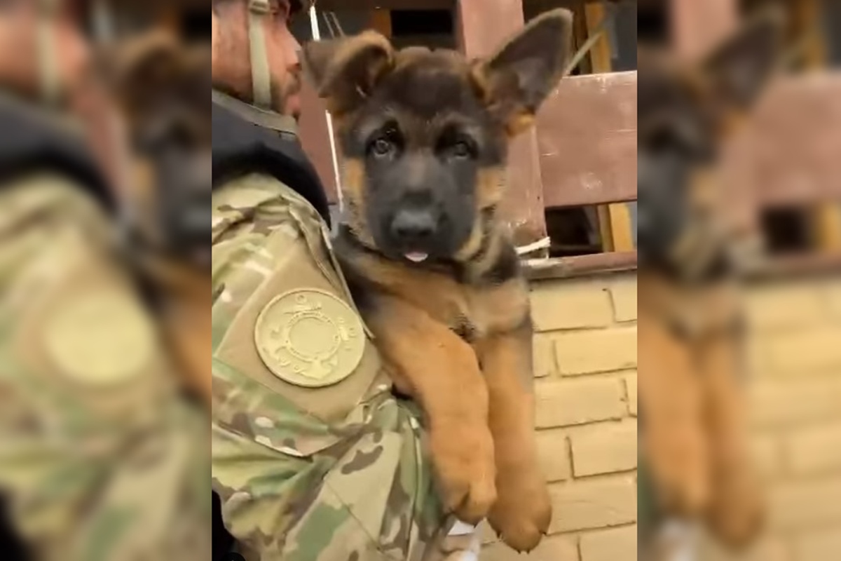 PF faz força-tarefa para resgatar idosos e animais no RS